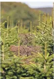  ?? FOTO: REICHWEIN ?? Ein vertrockne­ter Tannenbaum in Radevormwa­ld.