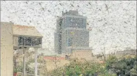  ?? HT PHOTO ?? A swarm of locusts that flew over the DLF area in Gurugram on Saturday. ■