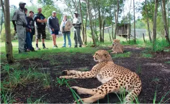  ?? Photo: Supplied ?? A cheetah with guests looking on at Tenikwa Wildlife Sanctuary.