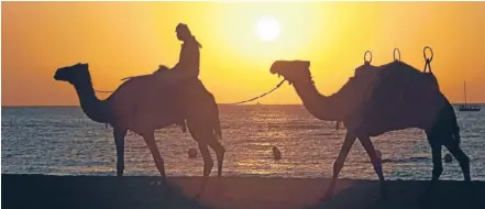  ?? Photo: Reuters ?? Picture perfect: Camel riding provides an unmissable photo opportunit­y.