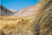  ??  ?? A small oasis within the Atacama Desert has developed alongside a rare source of fresh water.