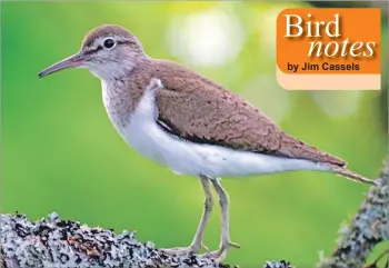  ?? Photo Brian Couper ?? A common sandpiper.