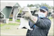  ?? HENNING BAGGER — RITZAU SCANPIX VIA AP ?? Mink breeder Thorbjoern Jepsen holds up a mink, as police forcibly gained access to his mink farm Oct. 9in Gjoel, Denmark.