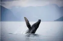 ?? JONATHAN HAYWARD/ THE CANADIAN PRESS FILES ?? A humpback whale breaks through Hartley Bay along the Great Bear Rainforest, B. C. The government failed to propose recovery strategies for the whales after they were identifi ed to be at risk.