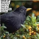  ?? ?? Blackbird ready to feast on pyracantha berries