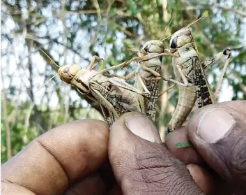  ?? WEZA PASCOAL | EDIÇÕES NOVEMBRO |MENONGUE ?? A praga de gafanhotos está a causar muitos prejuízos em campos agrícolas da província