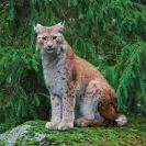  ?? ?? A Eurasian lynx pictured in a pine forest in Sweden. Photograph: Arterra Picture Library/Alamy