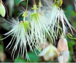  ??  ?? The splayed, silky fringe-like seedheads of Clematis cirrhosa ‘Wisley Cream’ make an attractive display.