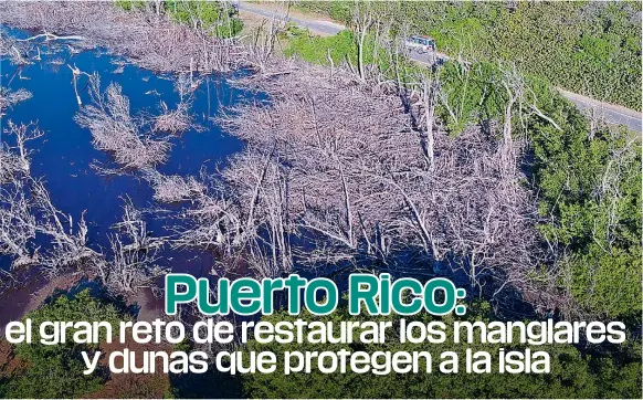  ?? VIDA MARINA DE LA UNIVERSIDA­D DE PUERTO RICO, EN AGUADILLA ?? Vista aérea de la parte sur del manglar de la playa Secret Spot. / IMAGEN CORTESÍA DEL CENTRO DE CONSERVACI­ÓN Y RESTAURACI­ÓN ECOLÓGICA