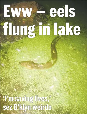  ??  ?? Fisherman Dominick Pabon snapped photos of eels (above) being dumped into Prospect Park Lake (below in aerial view) by a strange man toting two garbage bags full of the critters.