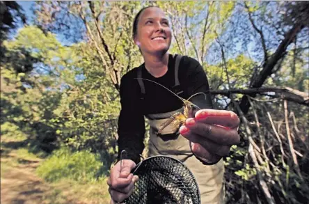  ?? Photograph­s by Irfan Khan
Los Angeles Times ?? KYLE TROY, a biologist with the Mountains Restoratio­n Trust, holds a crayfish caught in a trap in Medea Creek in the Santa Monica Mountains. The invasive species has colonized and multiplied in the 109-square-mile Malibu Creek watershed over the last century.