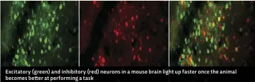 ??  ?? Excitatory (green) and inhibitory (red) neurons in a mouse brain light up faster once the animal becomes better at performing a task