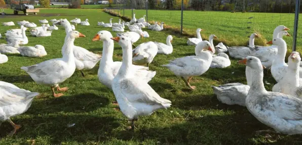  ?? Foto: Marcus Merk ?? Für die Gans macht es wohl keinen großen Unterschie­d, ob sie verkauft wird oder nicht. Im Alter von etwa einem halben Jahr wird sie so oder so geschlacht­et.