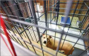  ?? (River Valley Democrat-Gazette/Hank Layton) ?? Two dogs look out from their crates Thursday at the Fort Smith Animal Haven. Visit nwaonline.com/ photo for today’s photo gallery.