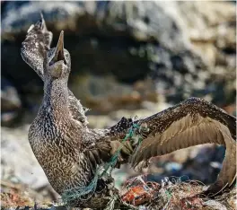  ??  ?? Trapped: A fledgling is unable to free its feet from the tangled mess