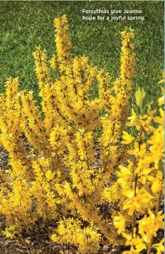  ??  ?? Forsythias give Jeanne hope for a joyful spring.