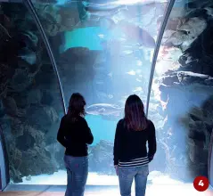  ??  ?? 4 4 L’Acquario civico dispone di due spazi che si possono affittare separatame­nte oppure insieme