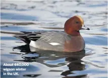  ??  ?? About 440,000 wigeon winter in the UK.