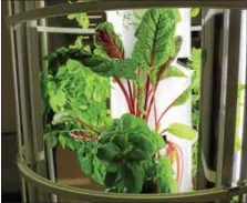  ??  ?? Educators that attended this year’s “Healthy Bodies, Healthy Minds Institute” at Pottstown Middle School had the opportunit­y to learn more about indoor growing towers such as this one.