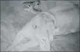  ?? SOURCED ?? ▪ CCTV grab of the lioness and her cubs.