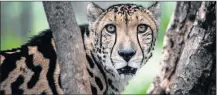  ?? Picture: AFP ?? EXTINCTION THREAT: A rare male King Cheetah at a closed camp in the Ann van Dyk Cheetah Centre in Hartbeespo­ort