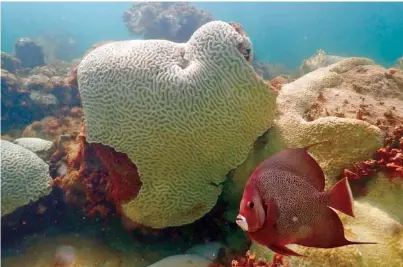  ?? ANDREW IBARRA/NOAA VIA AP ?? In 2023, a fish swims near coral showing signs of bleaching at Cheeca Rocks off the coast of Islamorada, Fla.