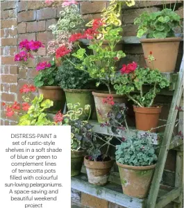  ??  ?? DISTRESS-PAINT A SET OF RUSTIC-STYLE SHELVES IN A SOFT SHADE OF BLUE OR GREEN TO COMPLEMENT LINES OF TERRACOTTA POTS FILLED WITH COLOURFUL SUN-LOVING PELARGONIU­MS. A SPACE-SAVING AND BEAUTIFUL WEEKEND PROJECT