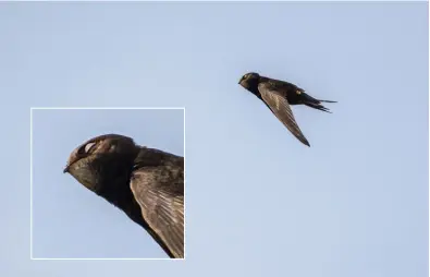  ??  ?? The common swift will effortless­ly remain in flight for 10 months at a time, and the small migratory bird only lands to lay eggs. The air is safer for the bird, which is very poor at landing and taking off. The common swift sleeps in the air, half a...