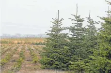 ?? FOTOS: STEFFEN SCHELLHORN/IMAGO IMAGES ?? Ein Großteil der verkauften Christbäum­e sind Nordmannta­nnen. Die Nachfrage ist konstant hoch.