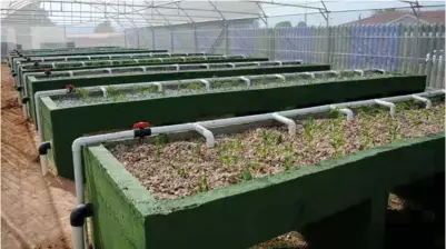  ??  ?? The farming method offers the perfect solution for growing food in urban areas with limited space and water. Vegetables are grown in trays stacked on top of each other, meaning that valuable ground space is not taken up.