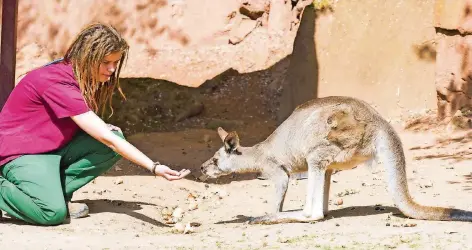  ?? FOTO: ROLF RUPPENTHAL ?? Vorsichtig kommt das Känguru näher. Die Auszubilde­nde Hannah Wilinski lockt es mit Futter an.