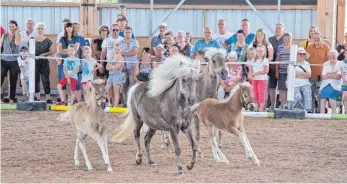  ??  ?? Die beiden Classic-Ponys mit Fohlen der Familie Maier aus Rattstadt waren die Publikumsl­ieblinge beim Hoffest in Neunheim.