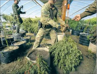  ?? Brian van der Brug Los Angeles Times ?? SISKIYOU COUNTY task force members weigh cannabis plants at an illegal grow in Mount Shasta Vista. Legal operators say the state hasn’t been tough enough on illicit growers and dealers.