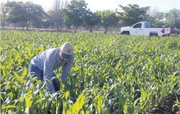  ?? JAVIER VEGA ?? > Un técnico de la Junta de Sanidad Vegetal del Valle del Fuerte inspeccion­a un cultivo.