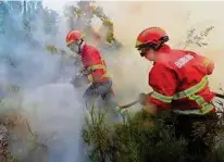  ??  ?? Der gut brennbare Eukalyptus als großes Problem beim Kampf gegen das Feuer