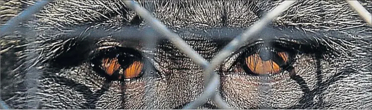  ?? Pictures: MARK ANDREWS ?? ACCUSING EYES: A baboon stares gloomily from her enclosure at the East London Zoo