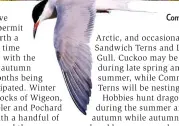  ??  ?? Common Tern