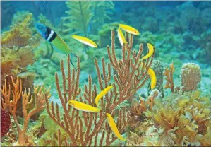  ?? KEVIN BRYANT VIA THE ASSOCIATED PRESS ?? A dominant male bluehead wrasse, upper left, defends its spawning territory and a group of females, yellow, off the coast of Florida. Normally, the male and females stay as they are, feeding together and occasional­ly mating. But if a predator happens to snatch up the lead male, the dominant female in the group will take up rank — by becoming a male.