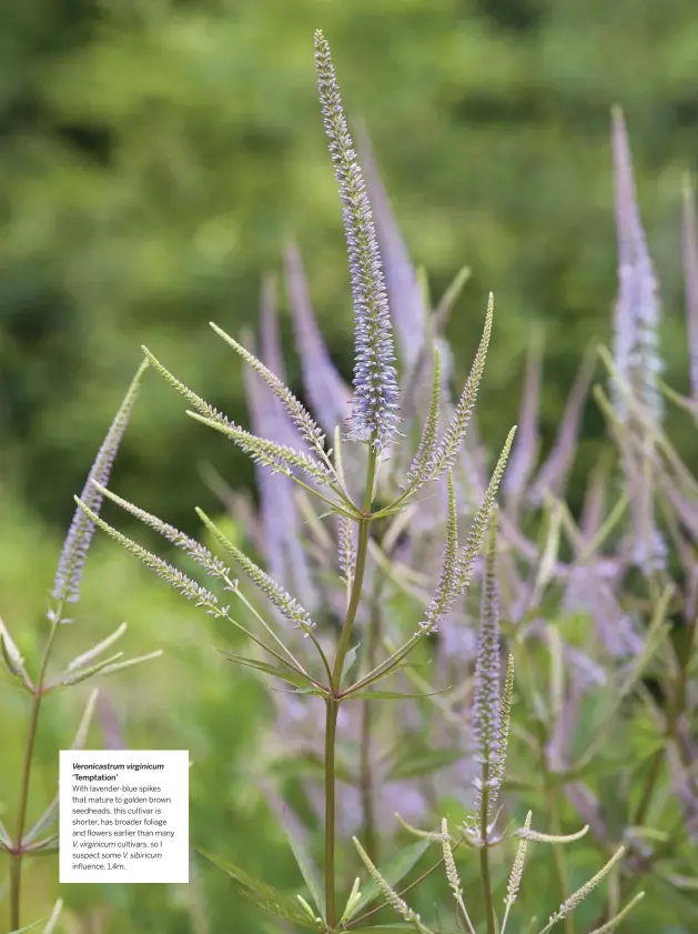  ??  ?? Veronicast­rum virginicum ‘Temptation’
With lavender-blue spikes that mature to golden brown seedheads, this cultivar is shorter, has broader foliage and flowers earlier than many
V. virginicum cultivars, so I suspect some V. sibiricum influence. 1.4m.