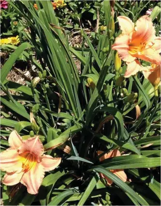  ?? Photos: Mike Wells ?? TOP SPOT: Full sun is the best aspect to help your daylillies bloom at their best.