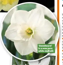  ??  ?? ‘Snowboard’ is a new pure white daffodil