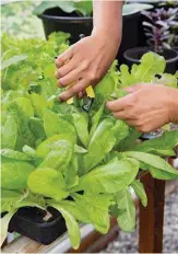  ??  ?? Lettuce provides early pickings from the greenhouse