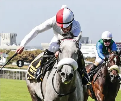  ??  ?? IN LINE FOR GLORY. Bela-Bela has won two Grade 1 races this season and victory in Saturday's World Sports Betting Champions Cup over 1800m would make her a strong contender for Horse Of The Year.