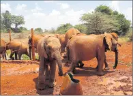  ??  ?? JUST BABIES: The David Sheldrick Wildlife Trust Orphans Project looks after 33 baby elephants in the Nairobi National Park. The orphans lost their mothers mostly, to poaching.