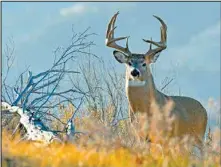  ?? NDGF Photo. ?? The 11-month investigat­ion began in October of 2019, when NDGF Wardens in the area began receiving reports of whitetail deer being poached.