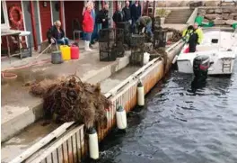  ?? FOTO: PRIVAT ?? Lørdag dro Søgne dykkerklub­b til Lillehavn for å få opp forlatt fangstreds­kap. I løpet av dagen dro de opp 33 stykker.