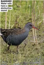  ?? ?? BANSHEE Water rails have a distinctiv­e sound