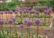  ?? CONTRIBUTE­D BY WALTER REEVES ?? The Globemaste­r ornamental onion is popular but not long-lived in Atlanta.