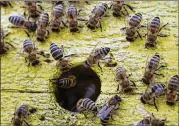  ?? AJC FILE ?? Local beekeepers scrambled to try to rescue millions of dying bees from the Atlanta airport tarmac.