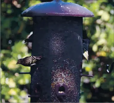  ?? DENNIS L. TAYLOR — MONTEREY HERALD ?? Pine siskins eat at a backyard feeder in Salinas on Thursday. The siskins are dying from salmonello­sis that is spread at feeders.